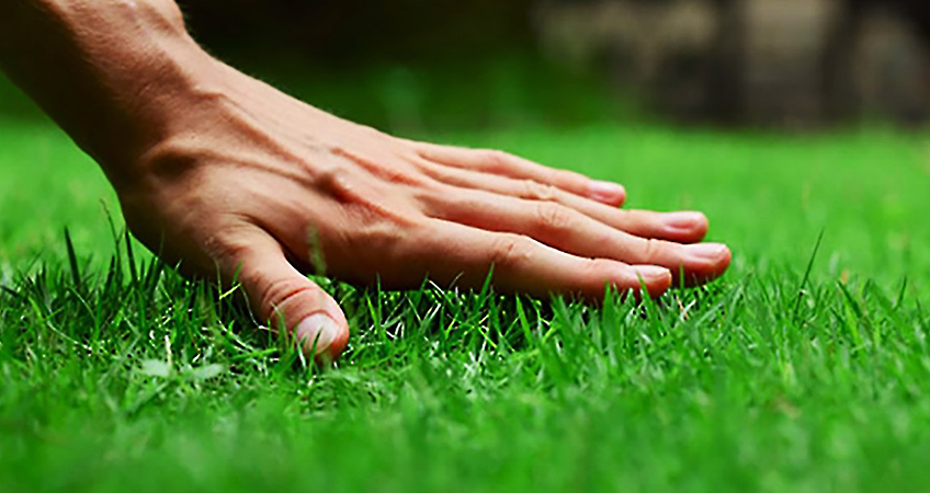 how to care for your new sod lawn on long island