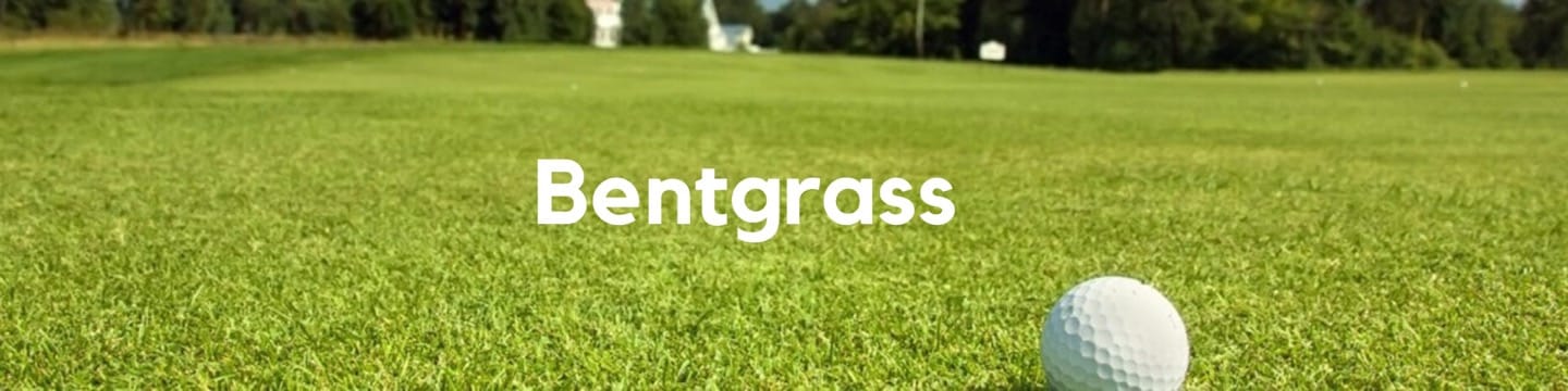 Bentgrass Header